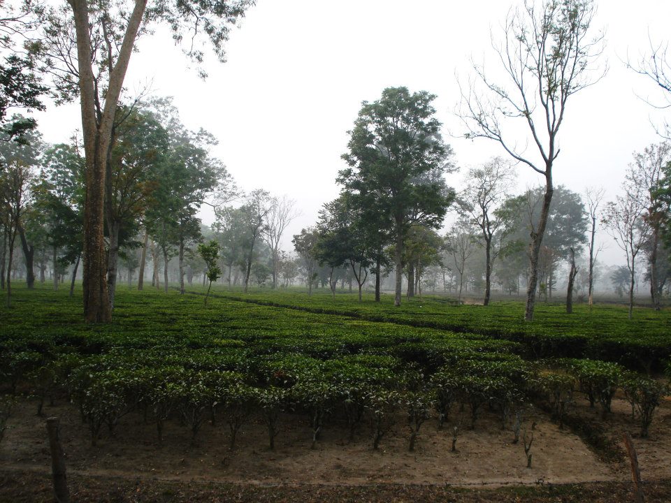 Image description