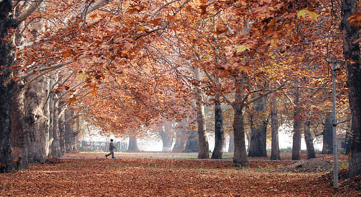 autumn.jpg