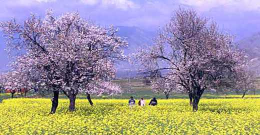 spring.jpg