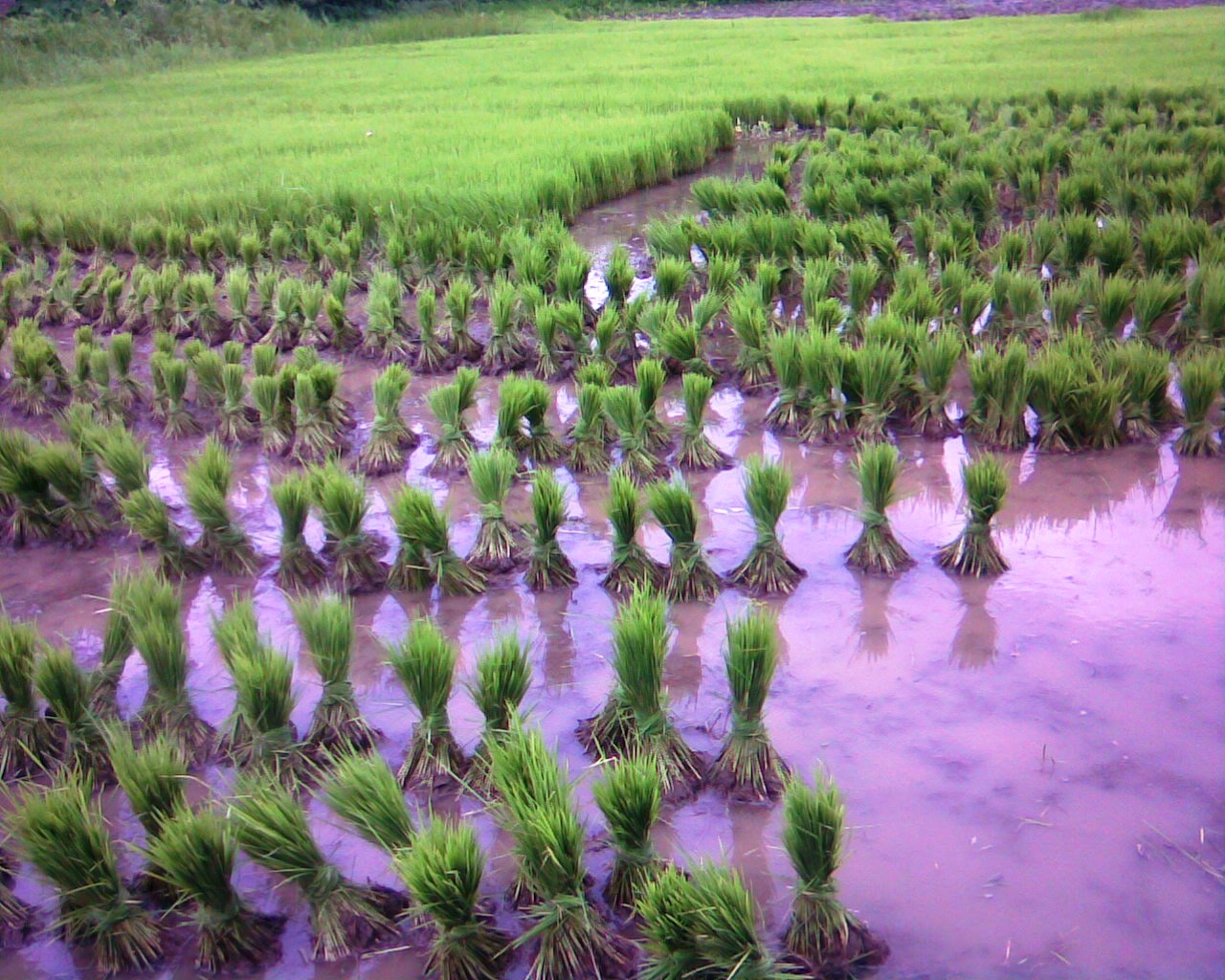 Image description