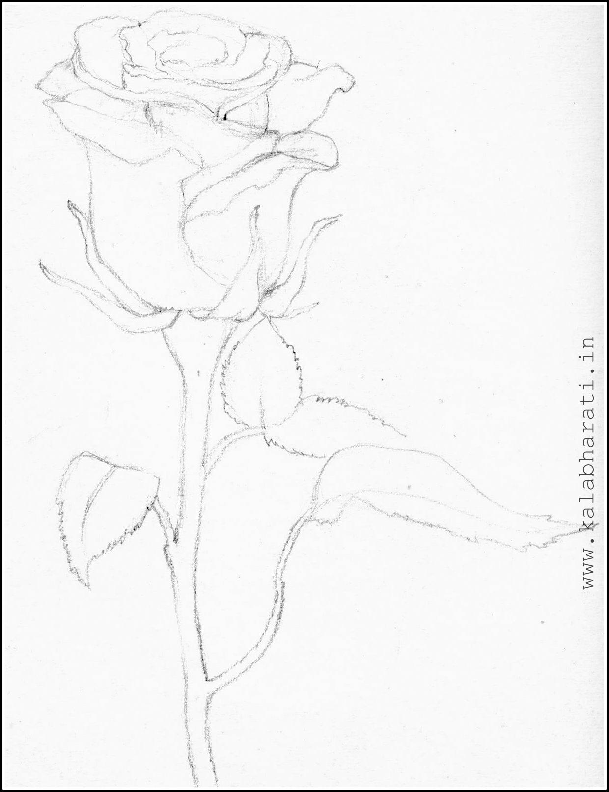 Kala bharati single rose