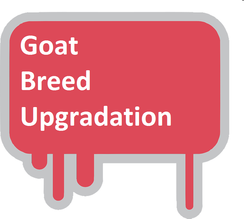 goat breeding