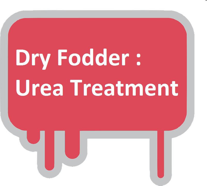 dry fodder urea treatment