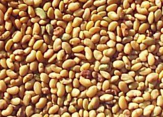 Fodder seeds