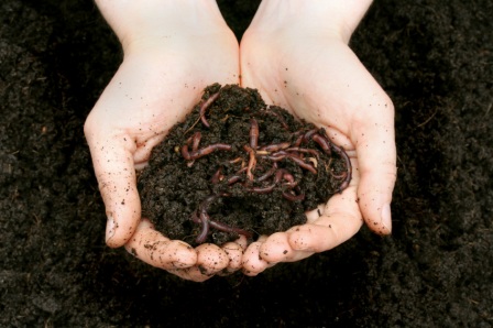 Vermicompost